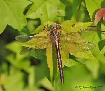 Phanogomphus lividus, female